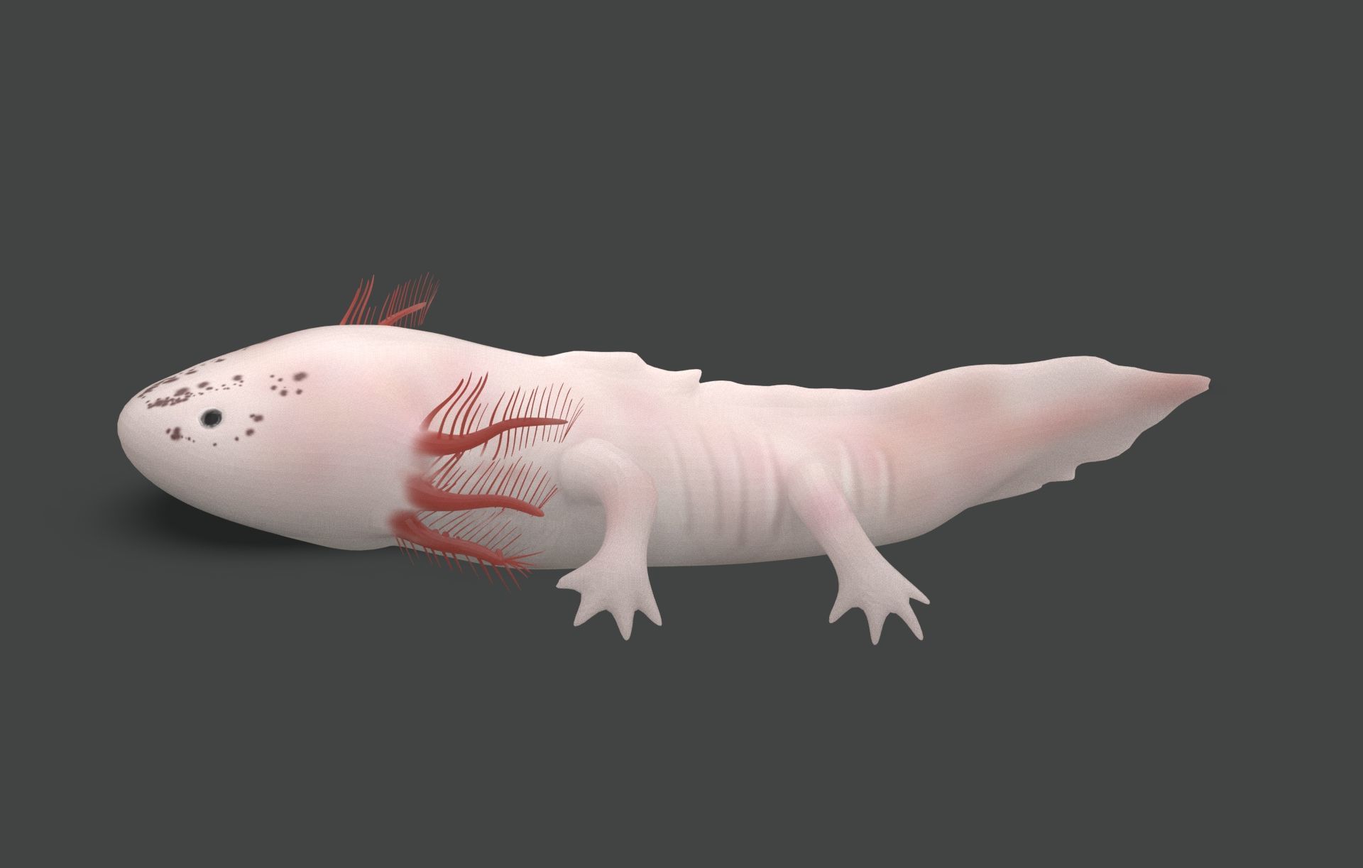Axolotl Low-poly 3D model_3