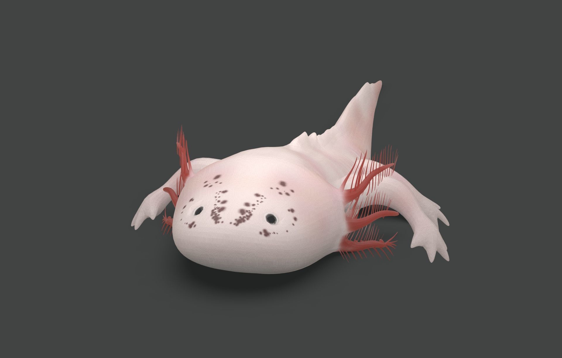 Axolotl Low-poly 3D model_1