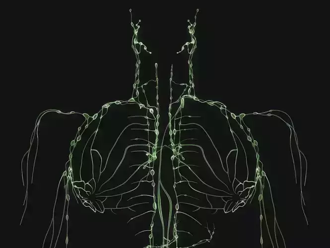 Anatomical Reference - Lymphatic Systems Free 3D model