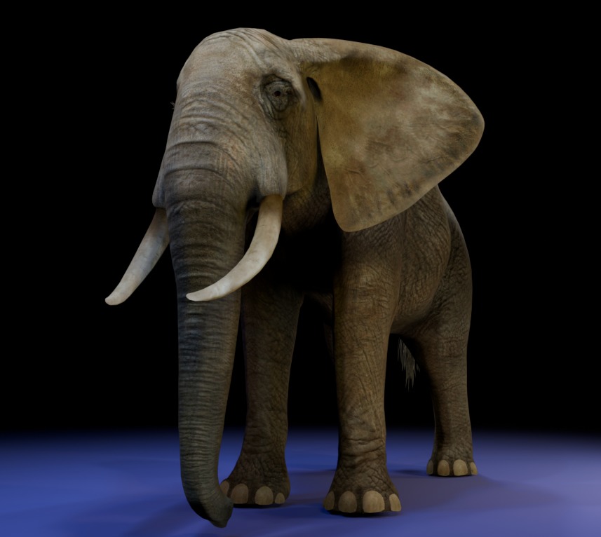 Photorealistic African Elephant 3D Model Low-poly 3D model_4