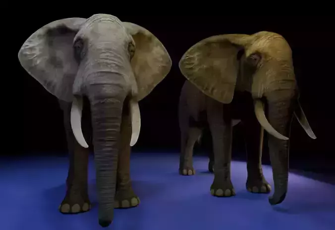 Photorealistic African Elephant 3D Model Low-poly 3D model