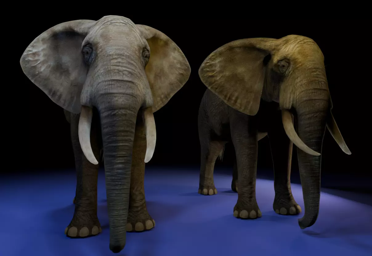 Photorealistic African Elephant 3D Model Low-poly 3D model_0