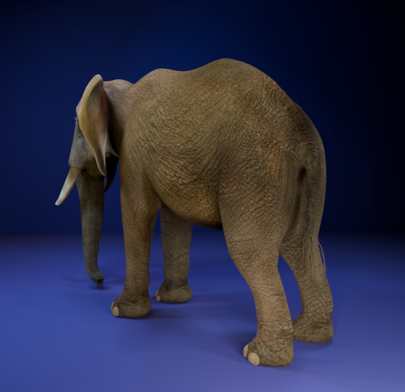 Photorealistic African Elephant 3D Model Low-poly 3D model_1