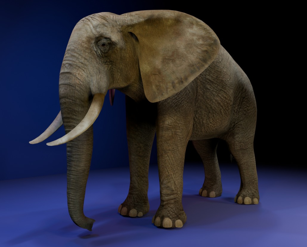 Photorealistic African Elephant 3D Model Low-poly 3D model_3