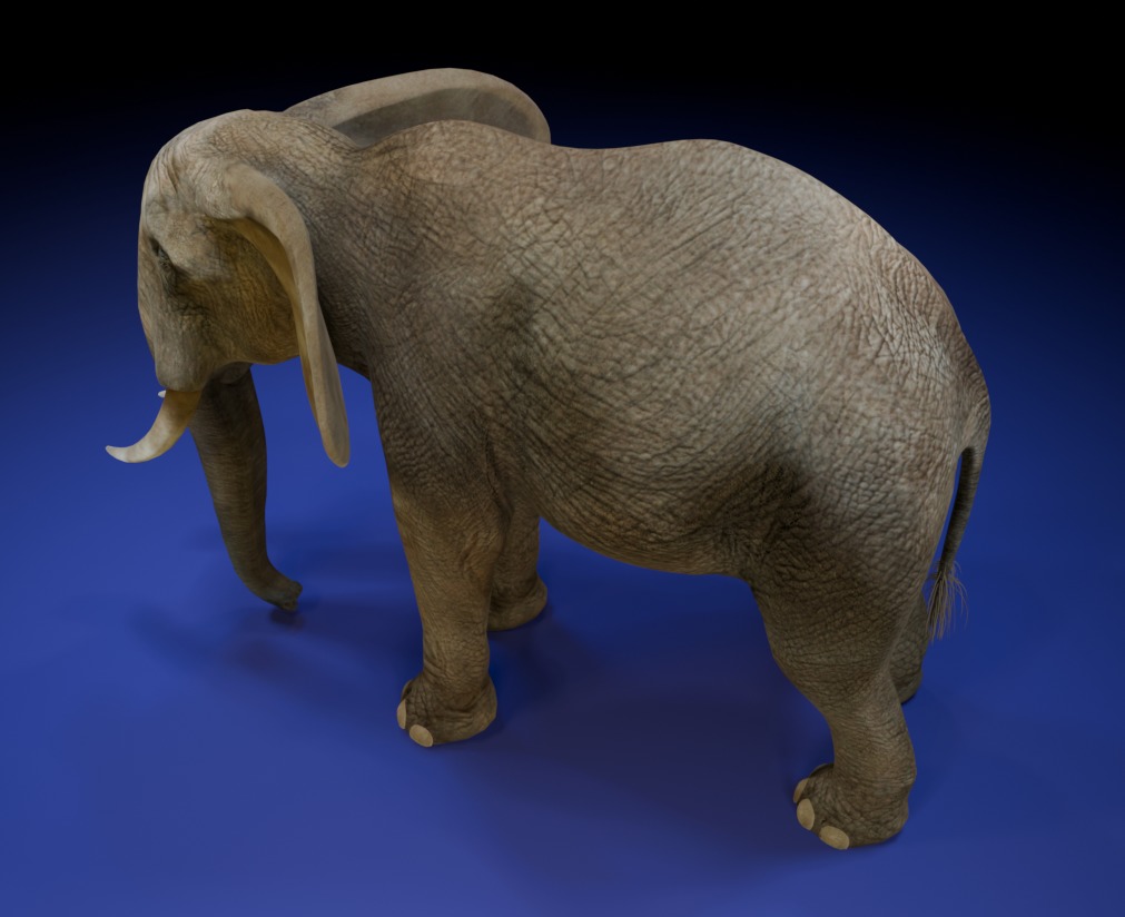 Photorealistic African Elephant 3D Model Low-poly 3D model_5