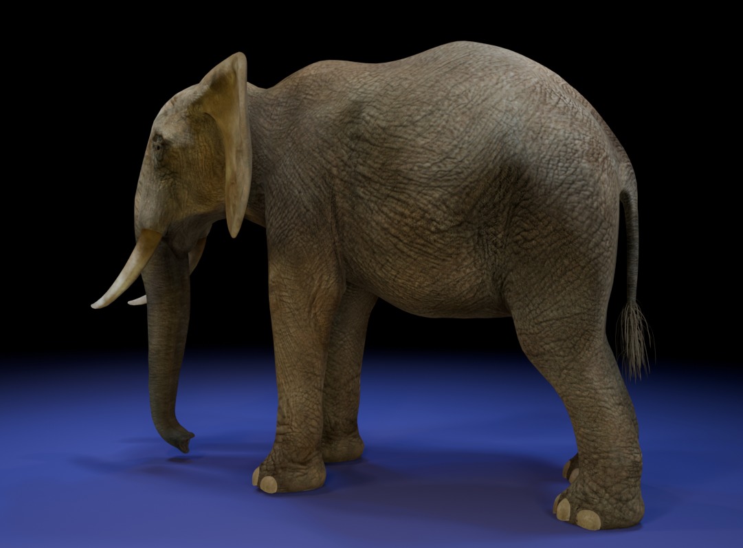 Photorealistic African Elephant 3D Model Low-poly 3D model_2