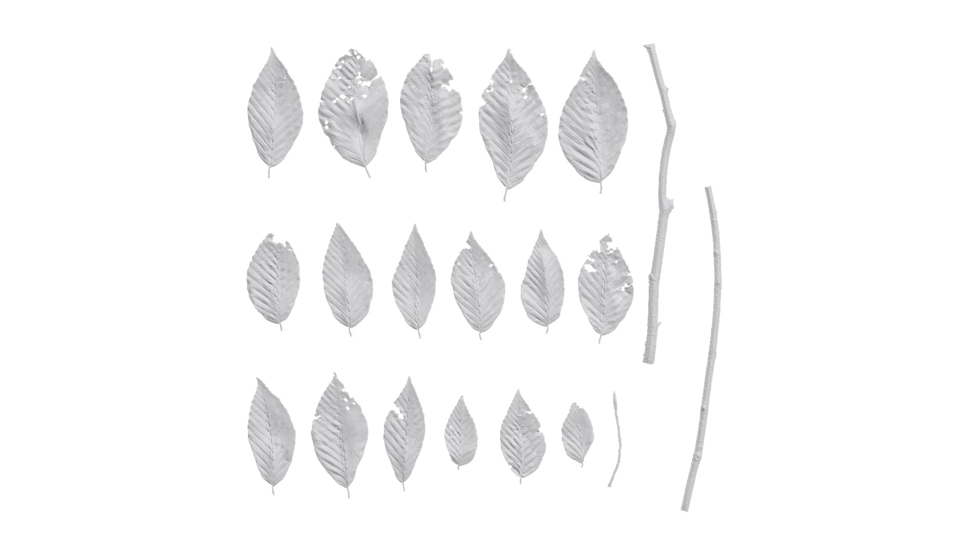 4K Fagus Leaves Textures Pack Texture_5