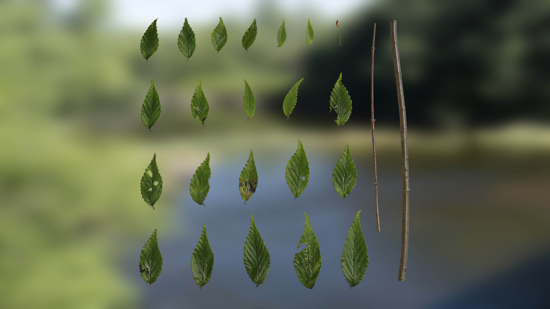 4K Fagus Leaves Textures Pack Texture_2