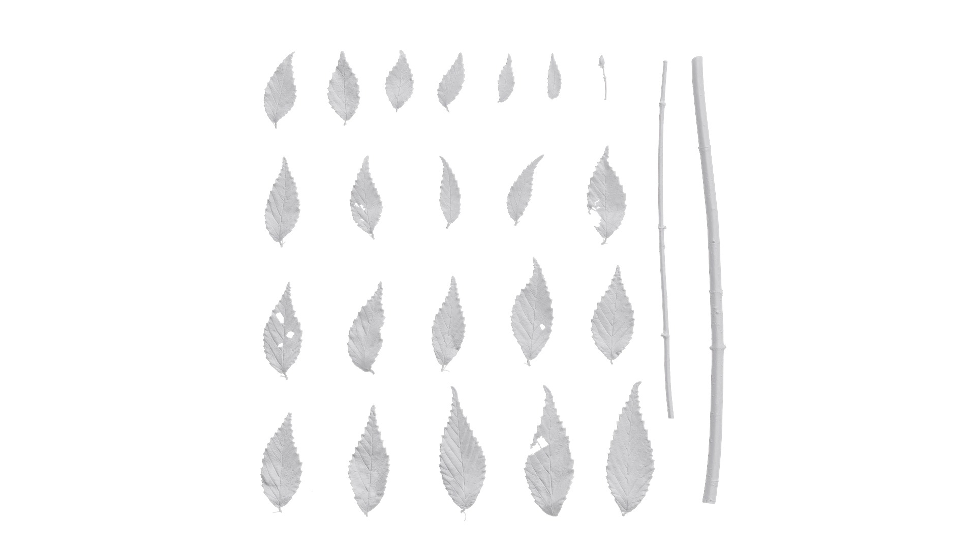 4K Fagus Leaves Textures Pack Texture_6