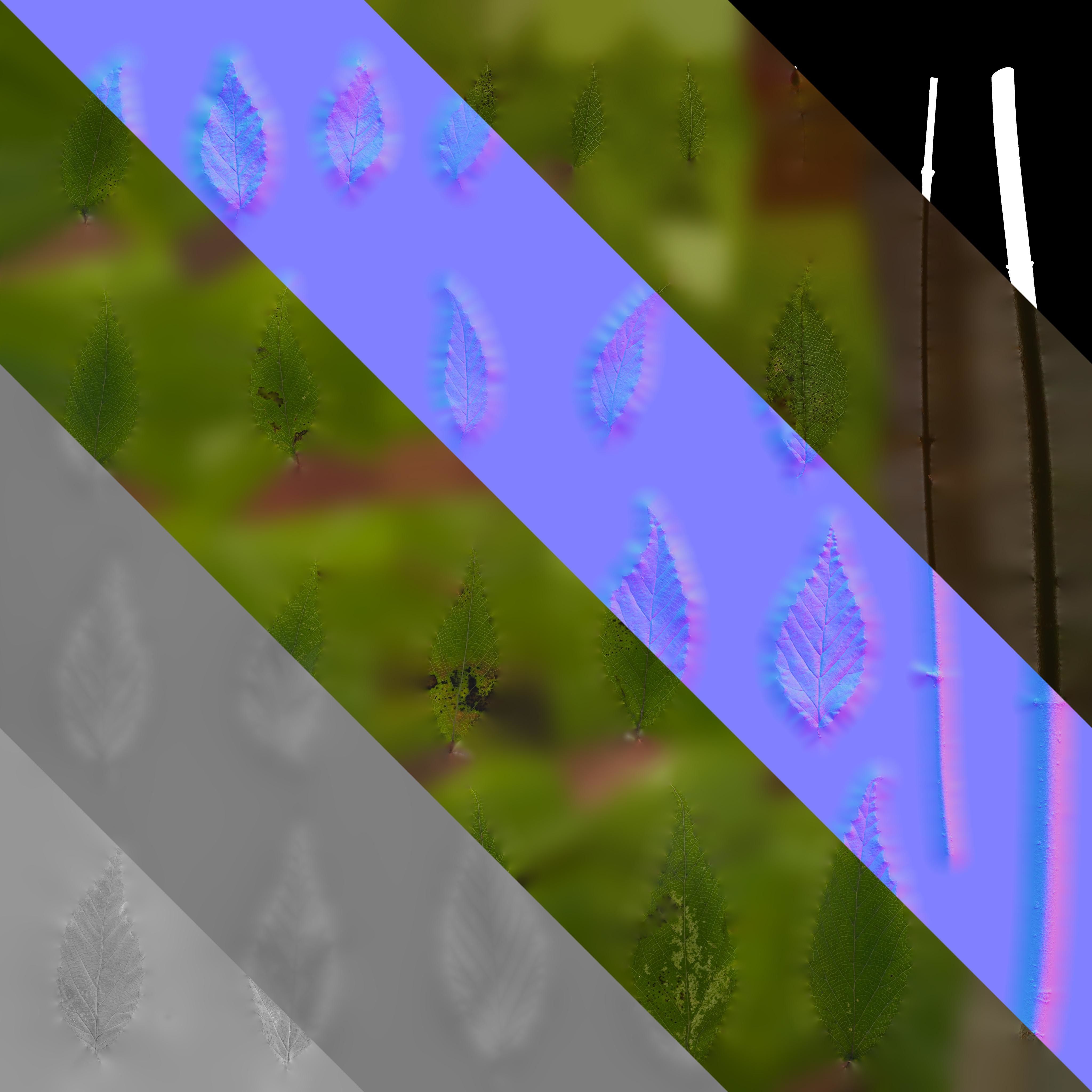 4K Fagus Leaves Textures Pack Texture_4