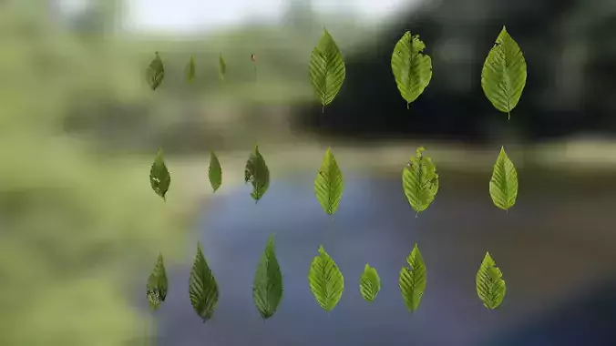 4K Fagus Leaves Textures Pack