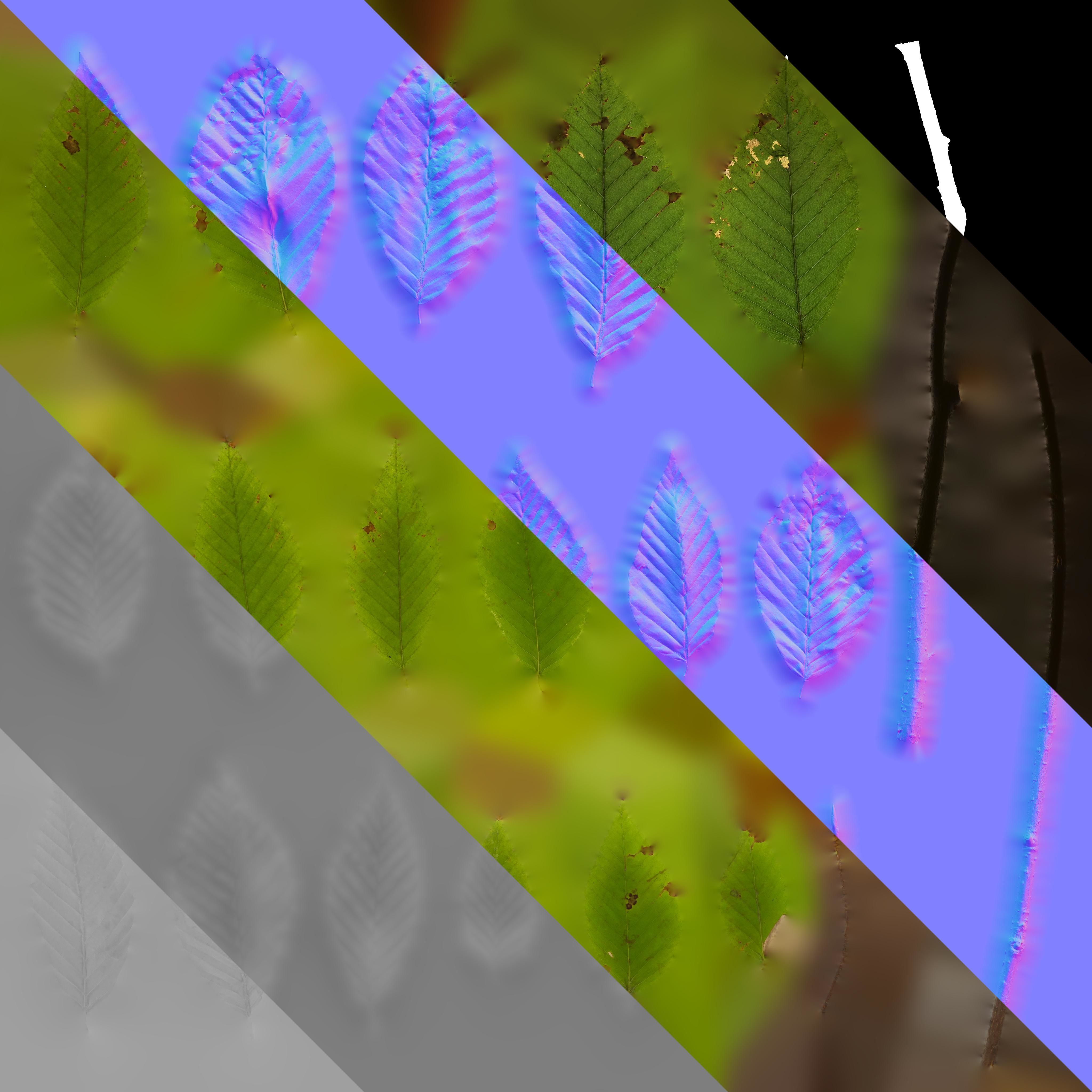 4K Fagus Leaves Textures Pack Texture_3