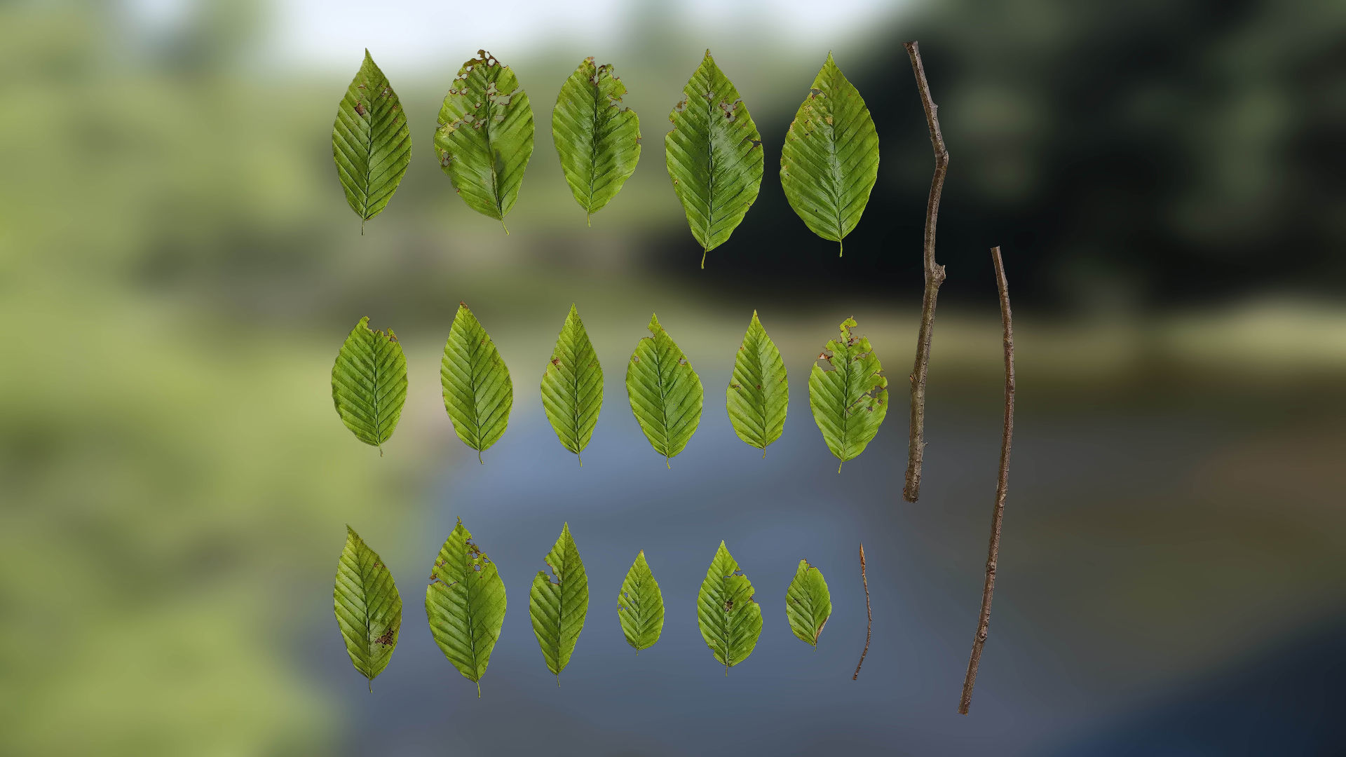 4K Fagus Leaves Textures Pack Texture_1