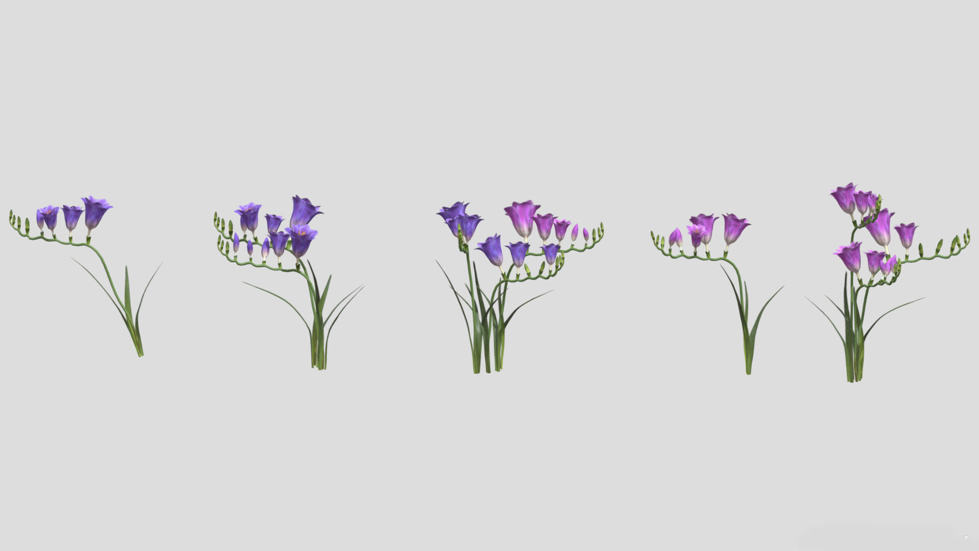 Freesia Flower low Poly 3D model_1