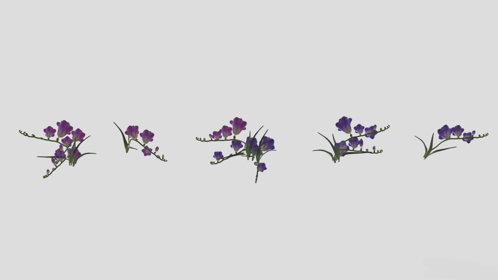 Freesia Flower low Poly 3D model_8