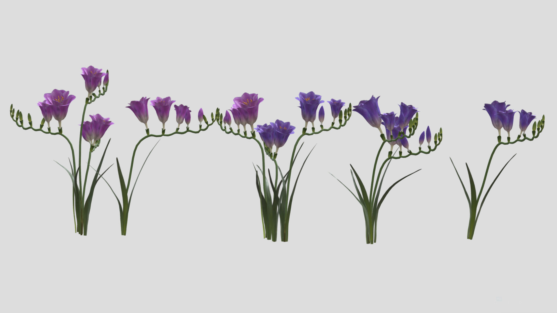 Freesia Flower low Poly 3D model_5