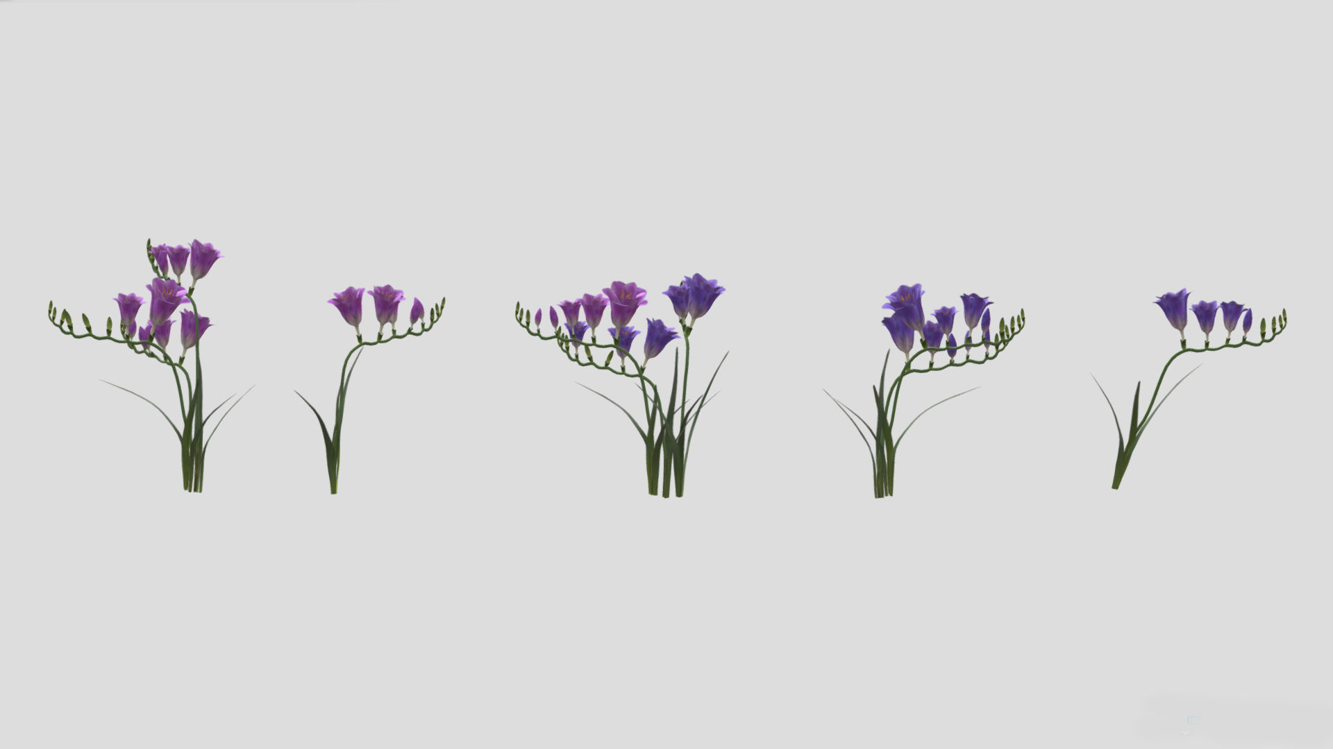 Freesia Flower low Poly 3D model_3