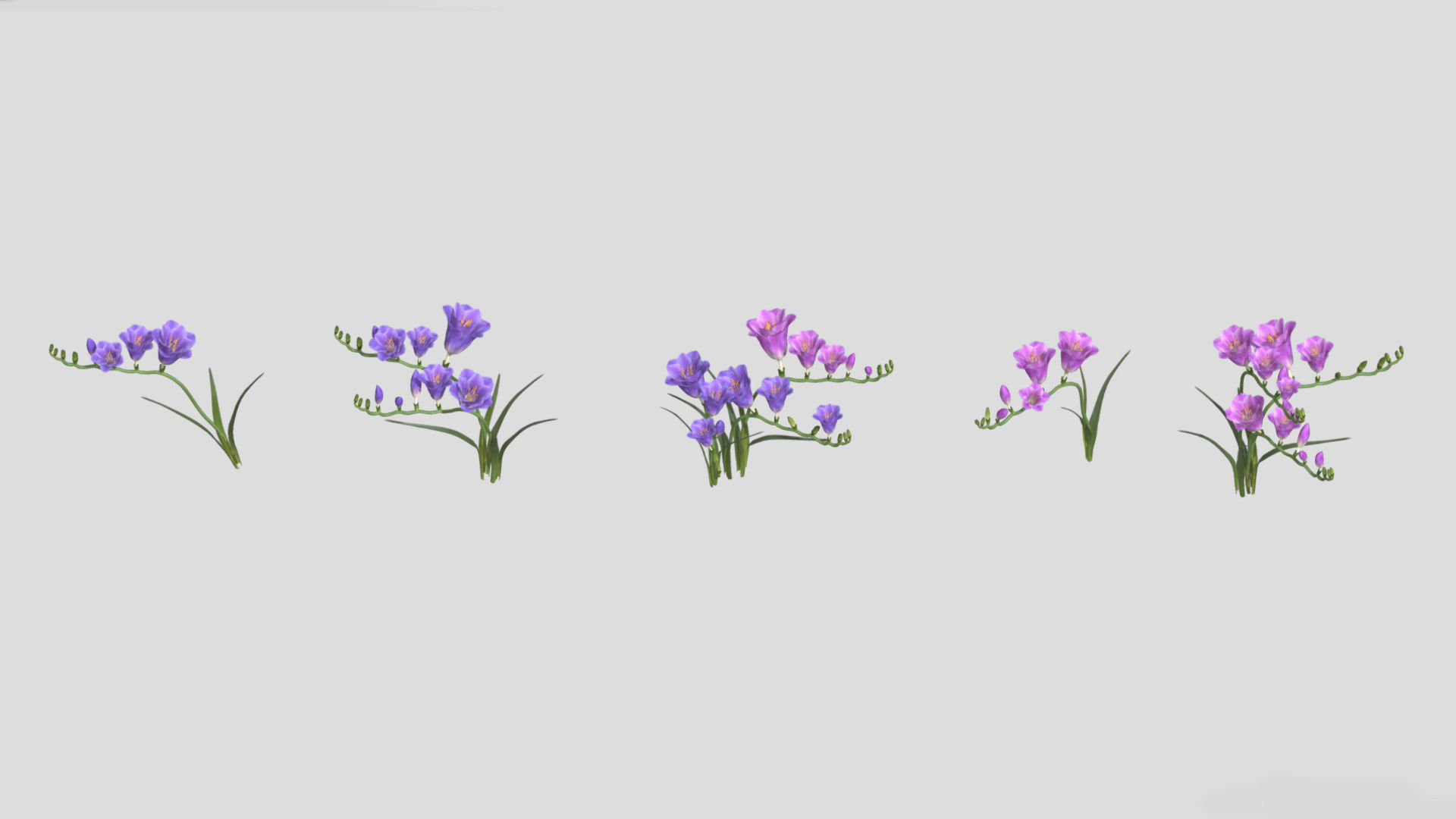 Freesia Flower low Poly 3D model_2