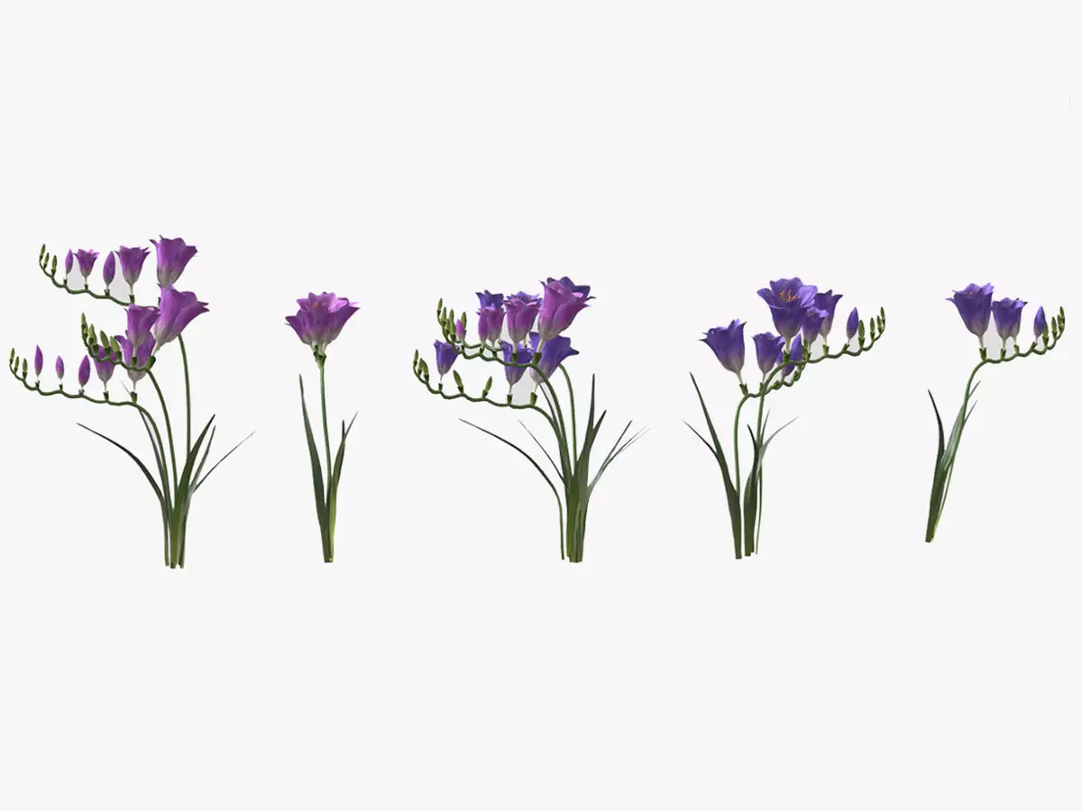 Freesia Flower low Poly 3D model_0