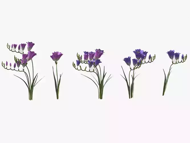 Freesia Flower low Poly 3D model