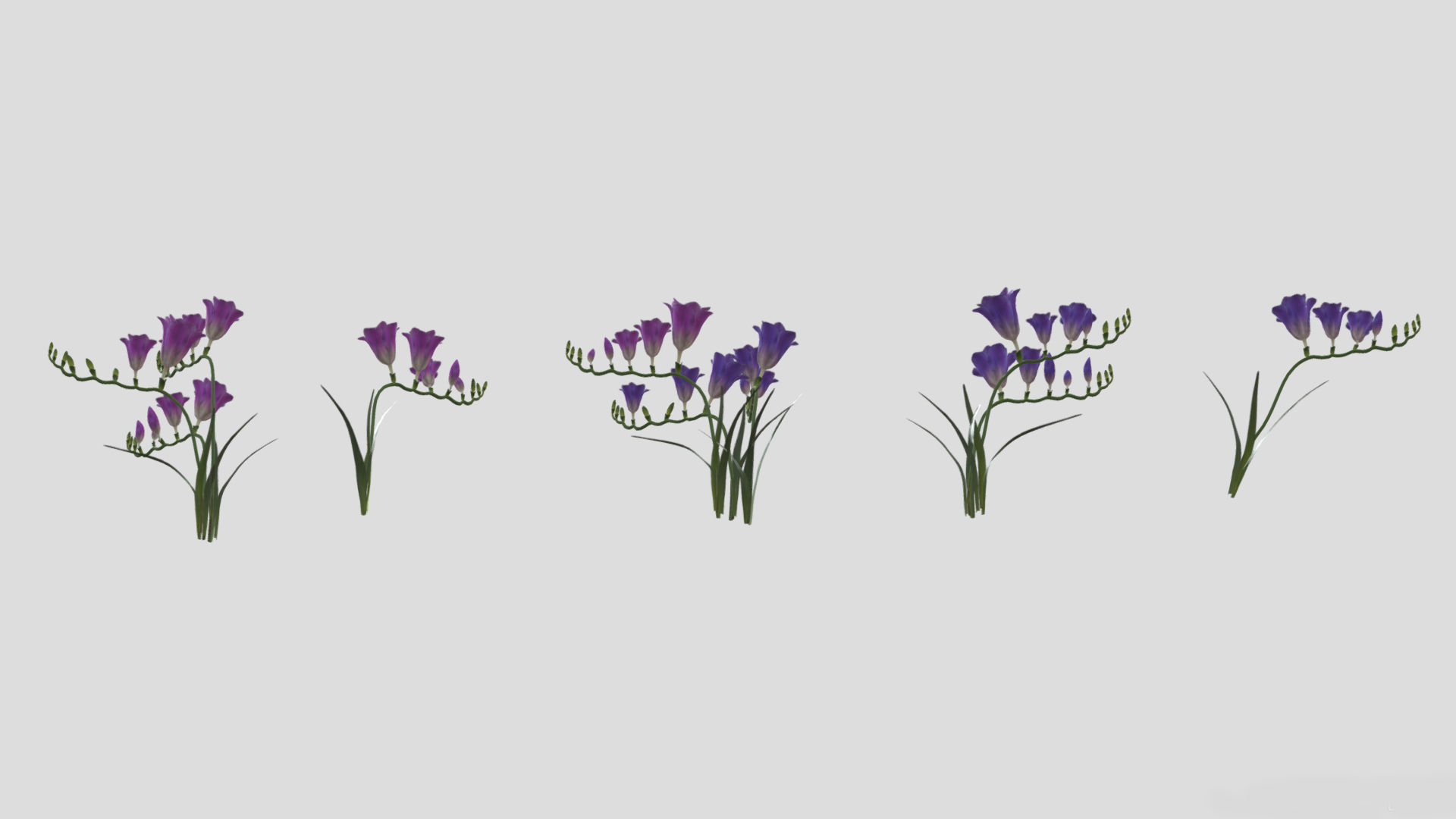 Freesia Flower low Poly 3D model_7