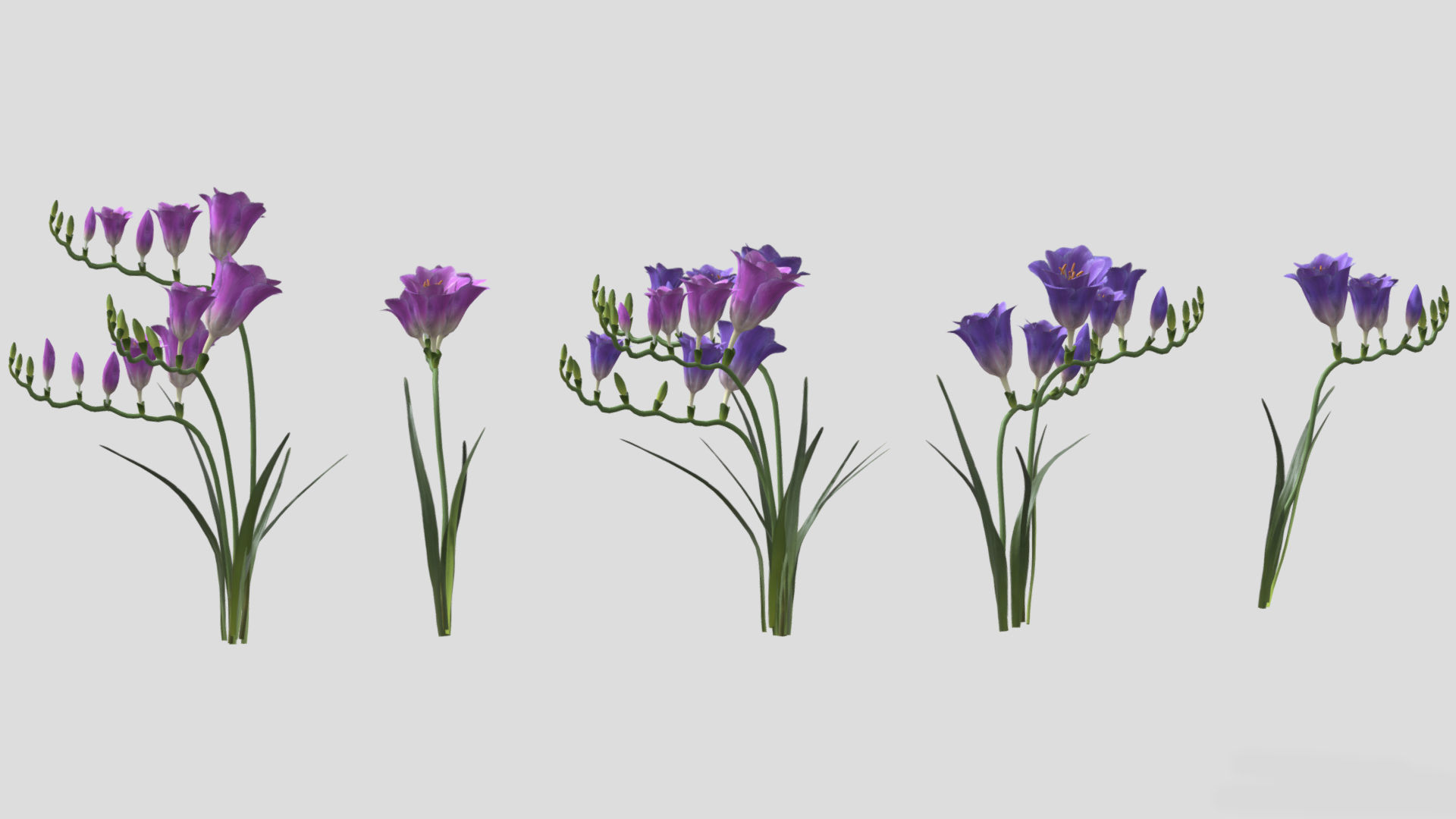 Freesia Flower low Poly 3D model_4