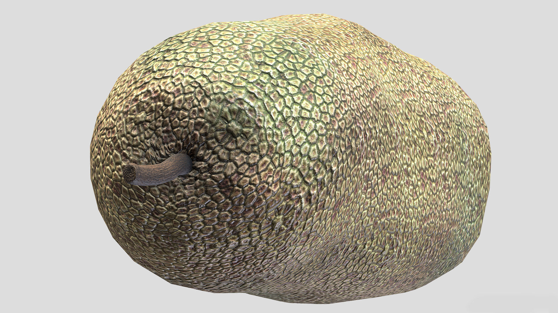 Fruit Artocarpus Integer  Low Poly 3D model_5