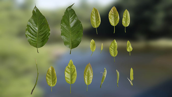 4K Ficus Virens Leaves Textures Pack Texture