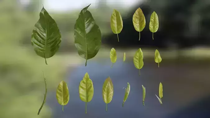 4K Ficus Virens Leaves Textures Pack