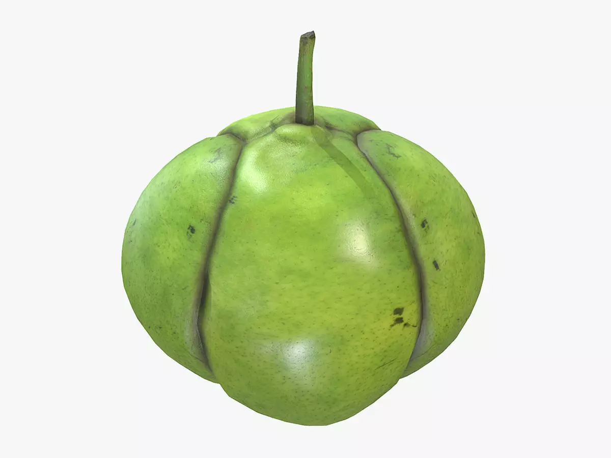 Fruit Dillenia Philippinensis Low Poly 3D model_0