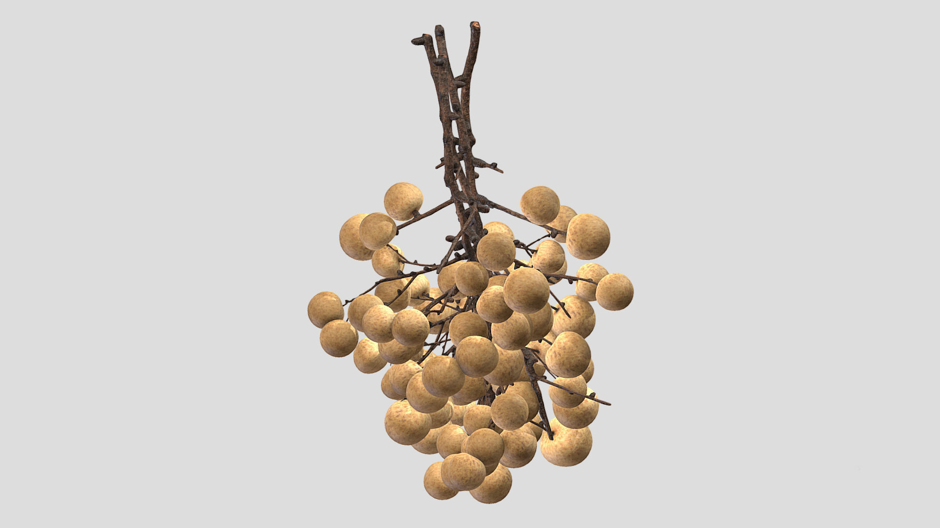 Fruit Longan 02 Low Poly 3D model_1