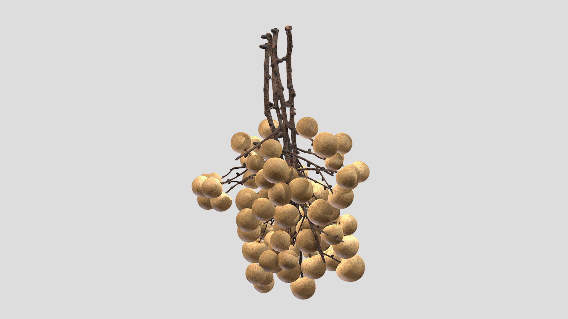 Fruit Longan 02 Low Poly 3D model_3