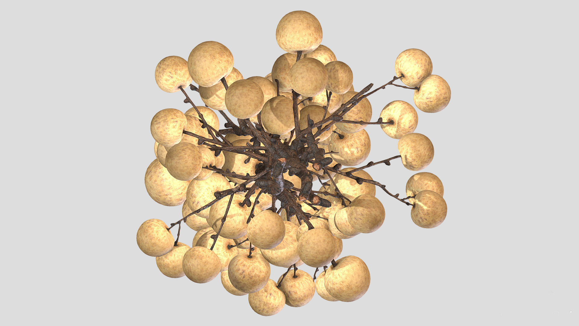 Fruit Longan 02 Low Poly 3D model_7