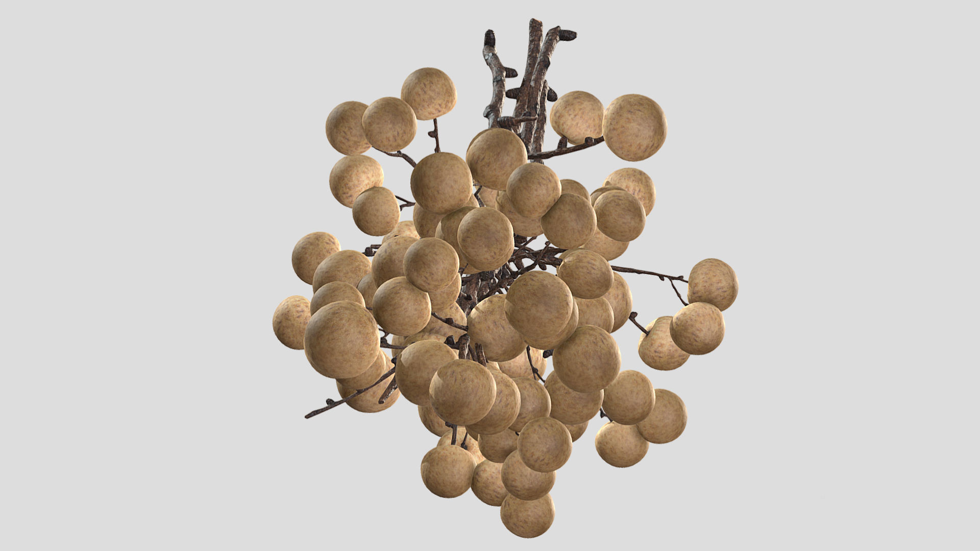Fruit Longan 02 Low Poly 3D model_6