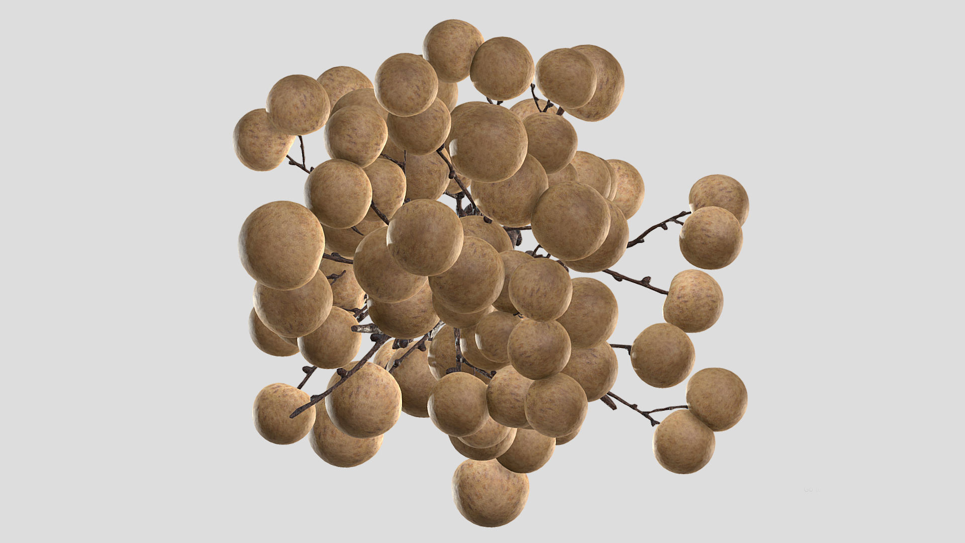 Fruit Longan 02 Low Poly 3D model_8