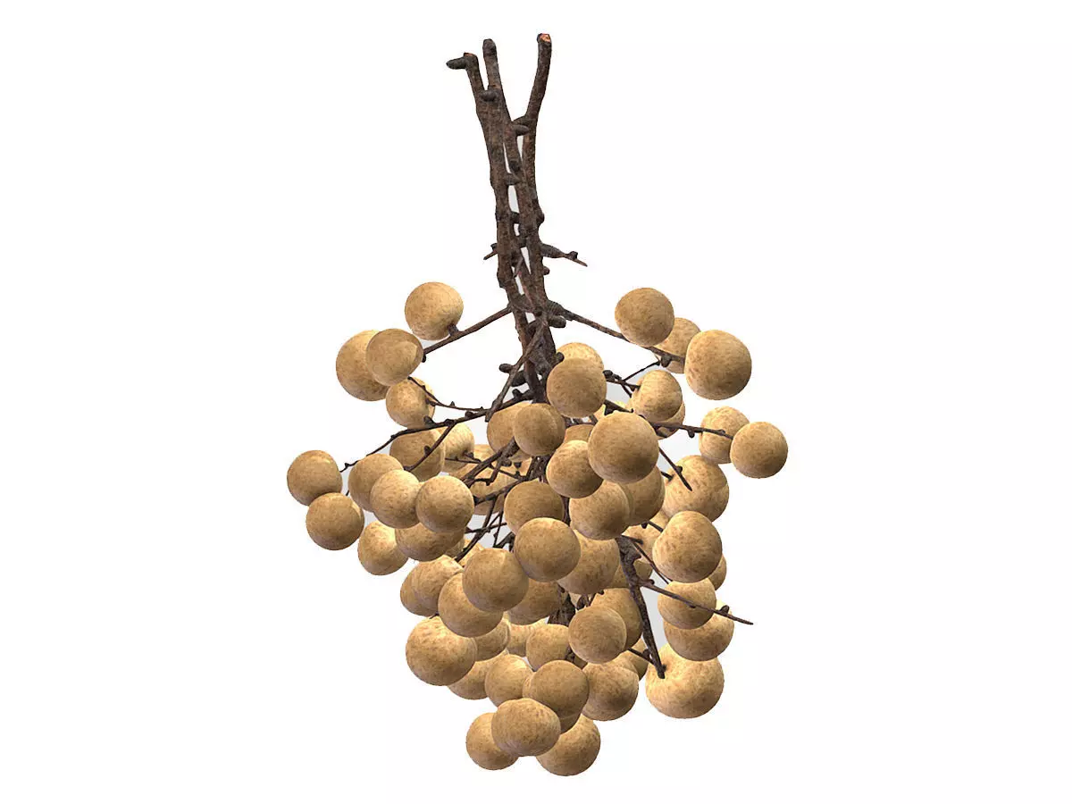 Fruit Longan 02 Low Poly 3D model_0
