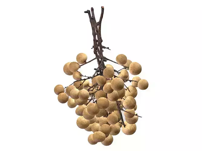 Fruit Longan 02 Low Poly 3D model