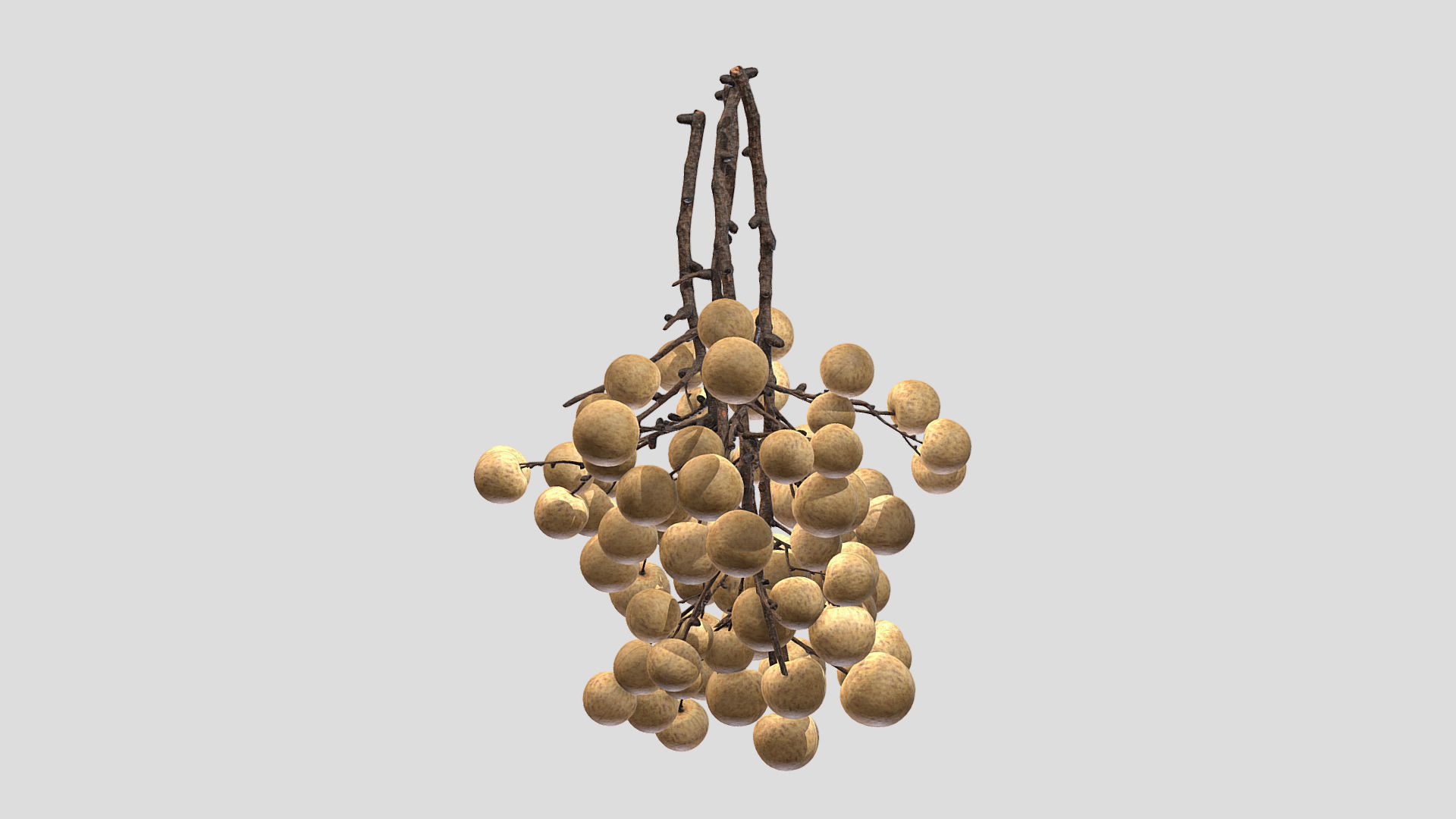 Fruit Longan 02 Low Poly 3D model_4