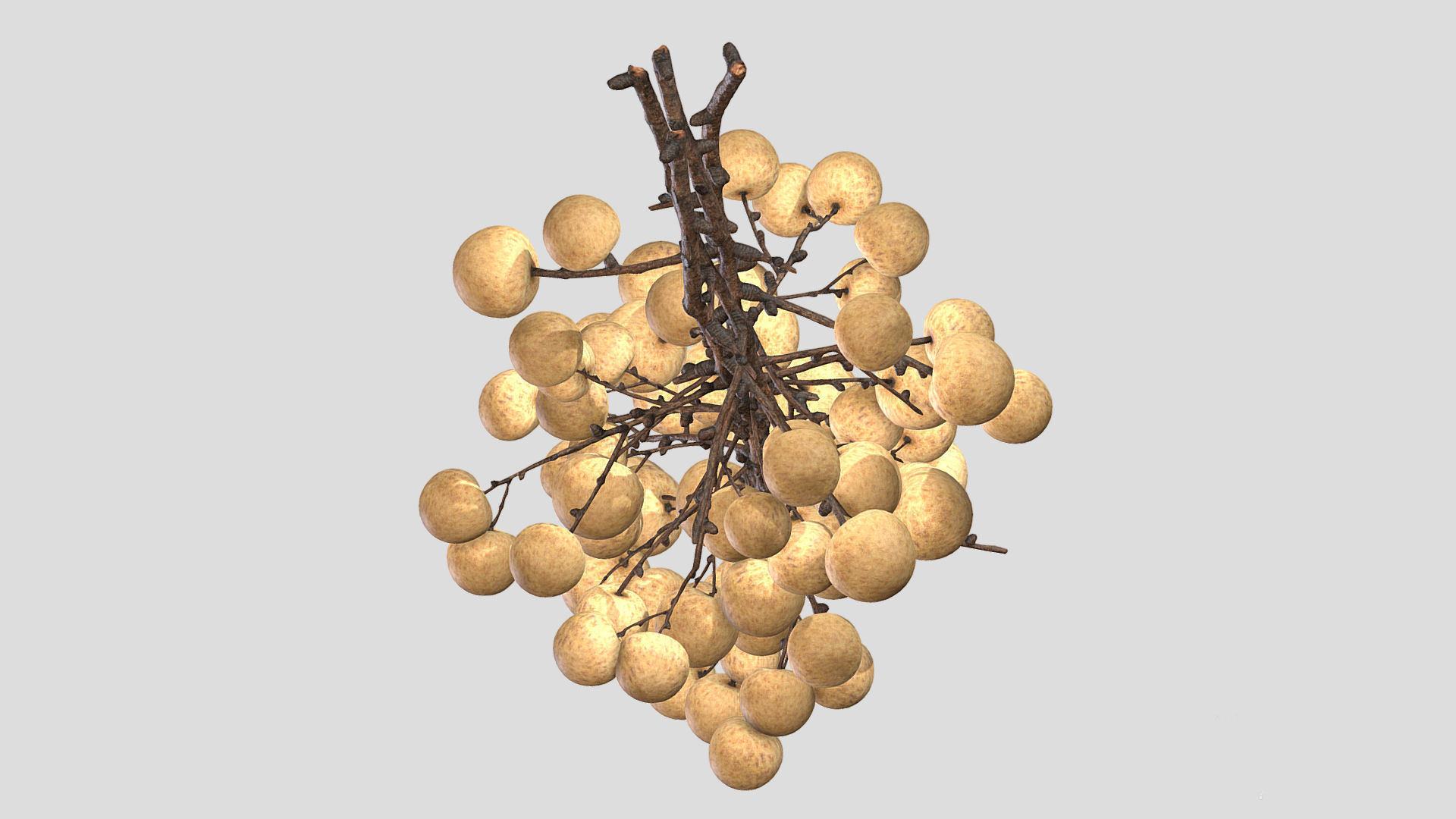Fruit Longan 02 Low Poly 3D model_2