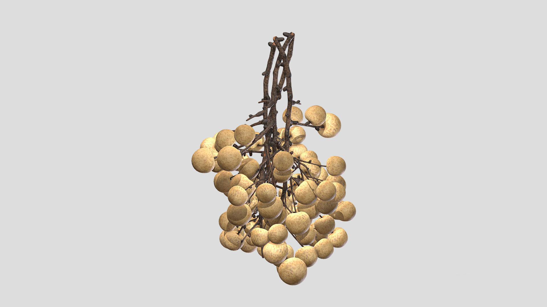 Fruit Longan 02 Low Poly 3D model_5