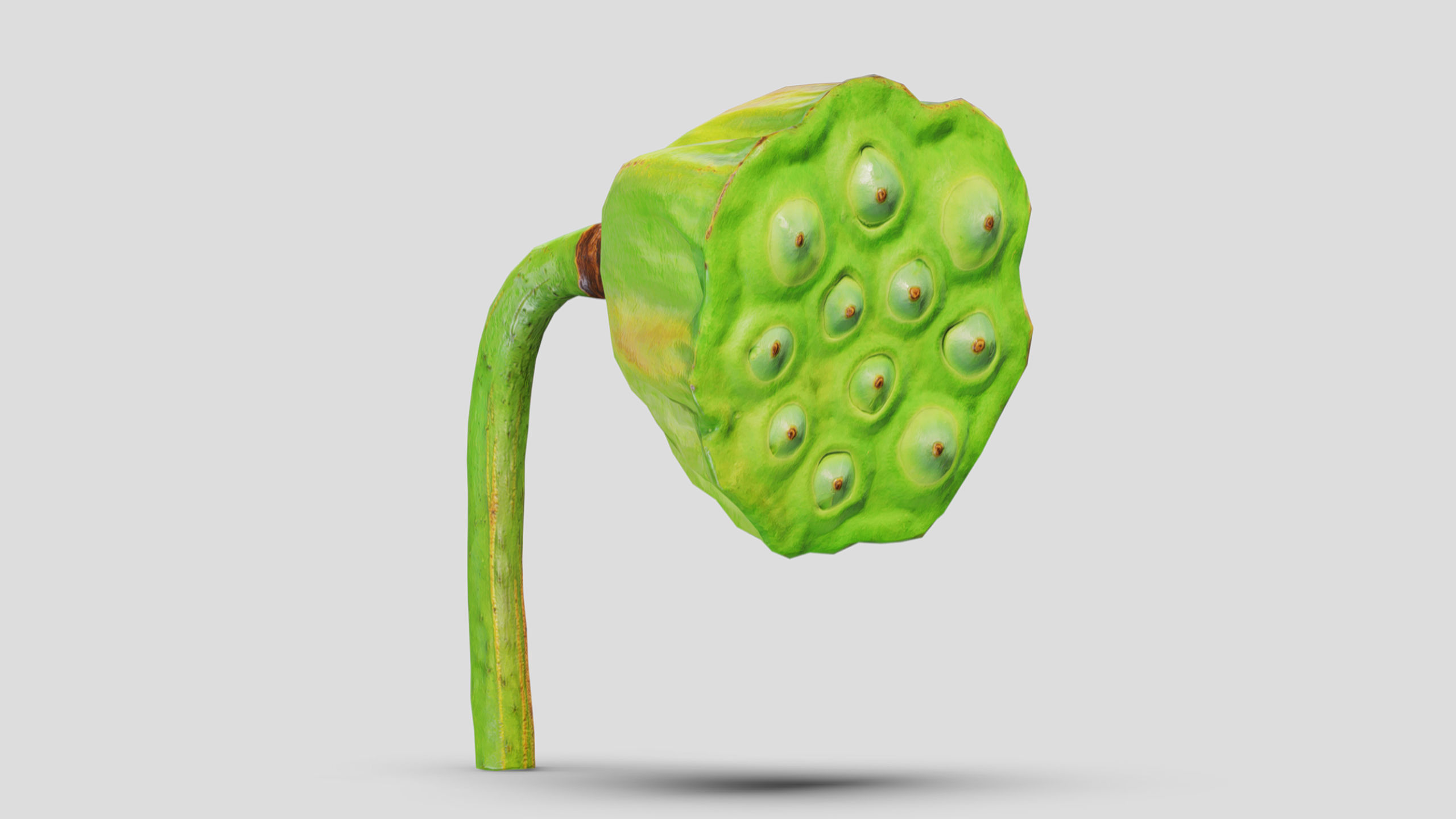 Fruit Lotus Low Poly 3D model_1