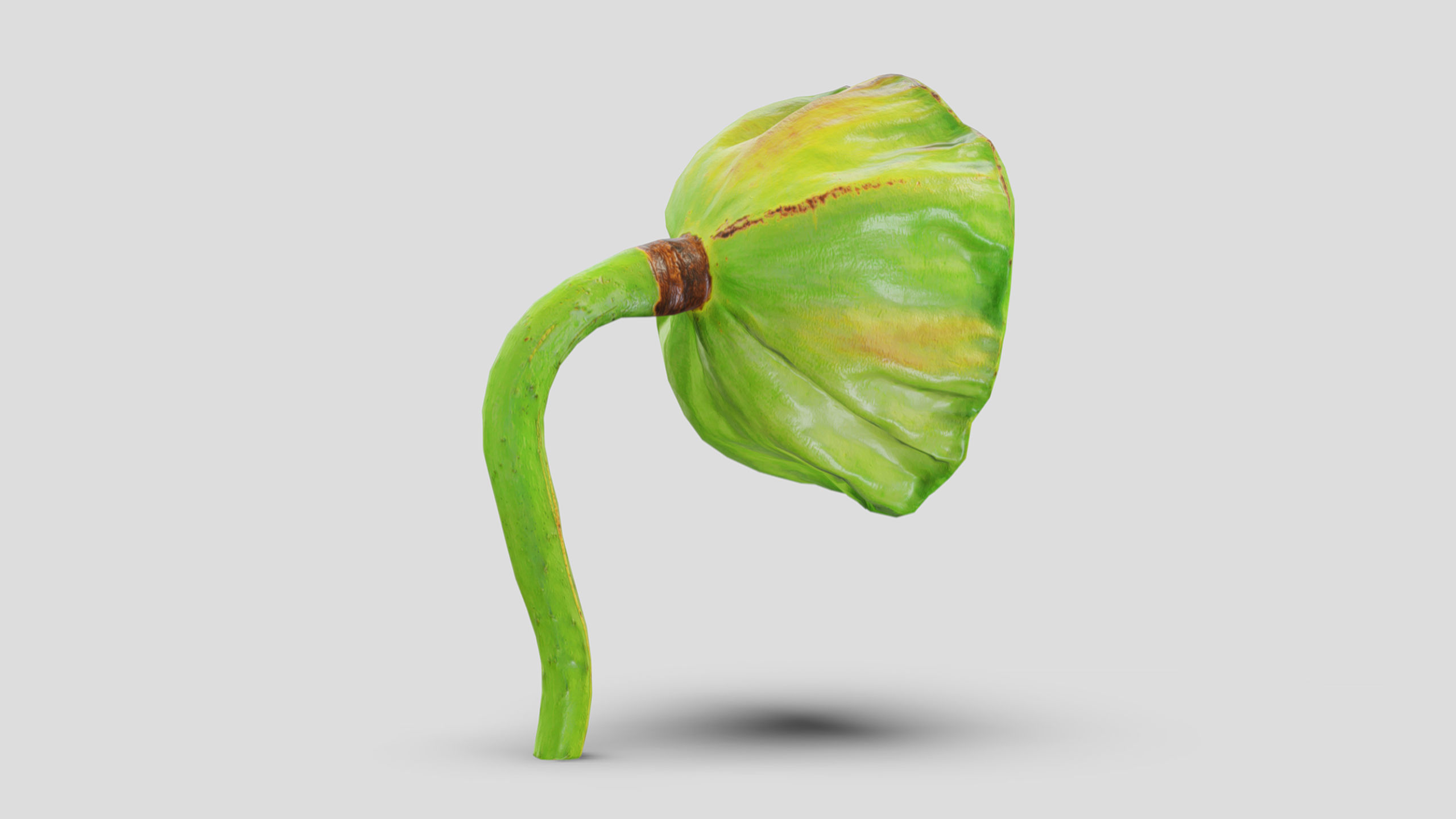 Fruit Lotus Low Poly 3D model_3