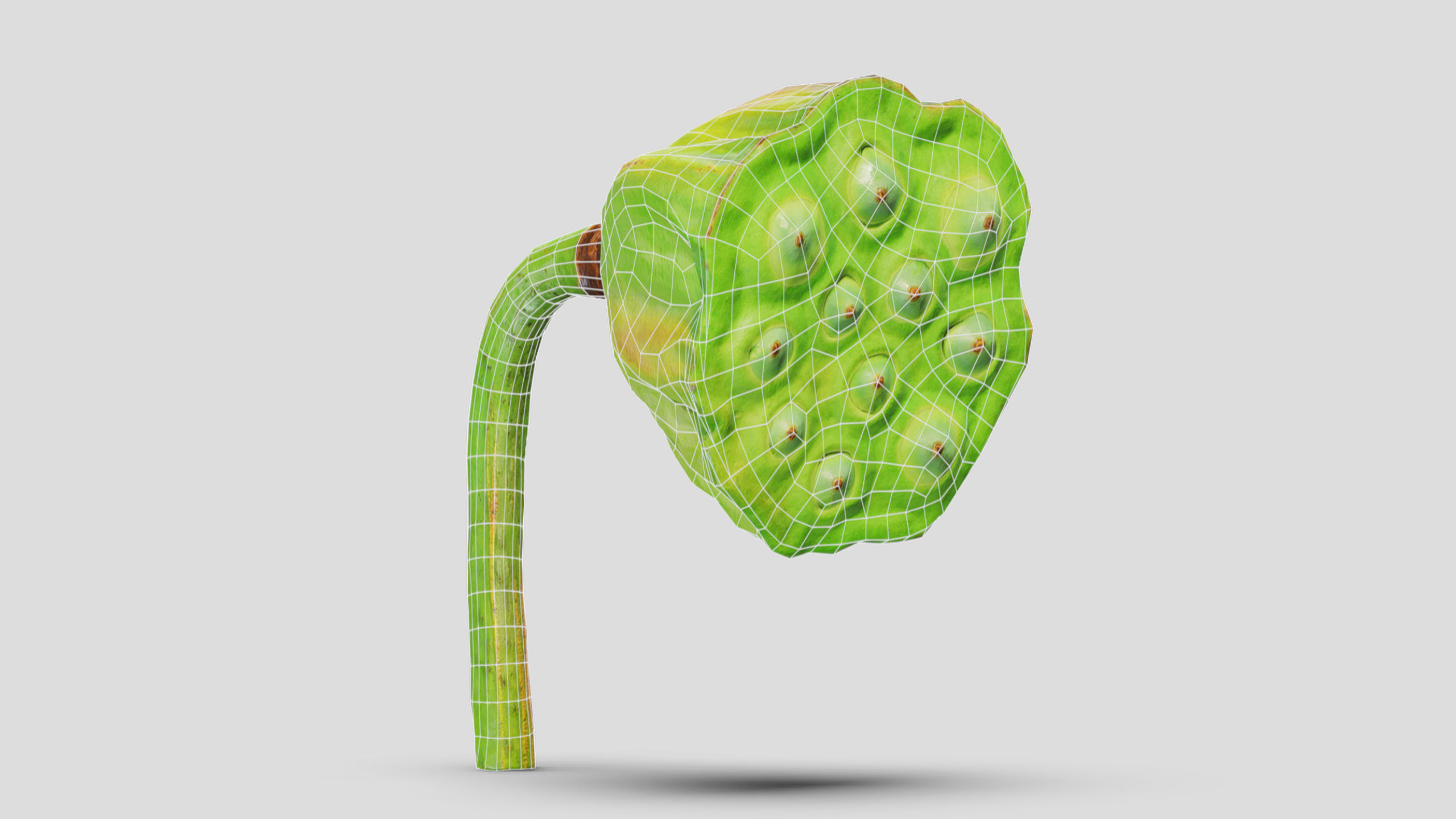 Fruit Lotus Low Poly 3D model_2
