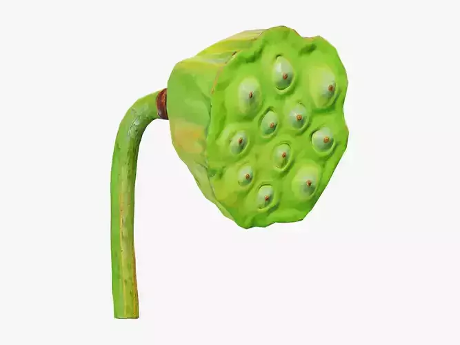 Fruit Lotus Low Poly 3D model