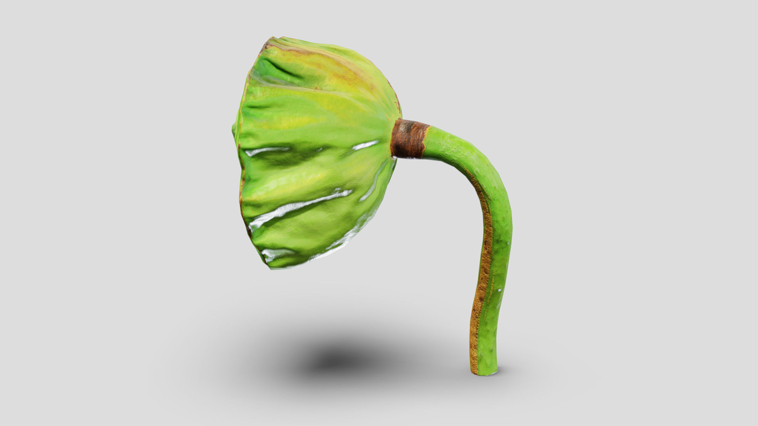 Fruit Lotus Low Poly 3D model_5