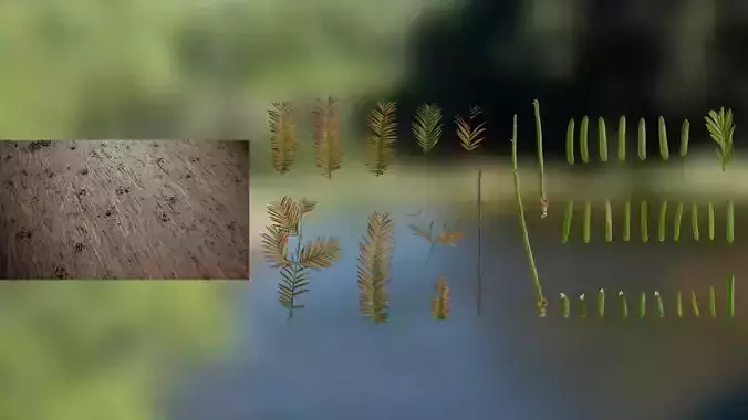 4K Metasequoia Glyptostroboides Textures Pack