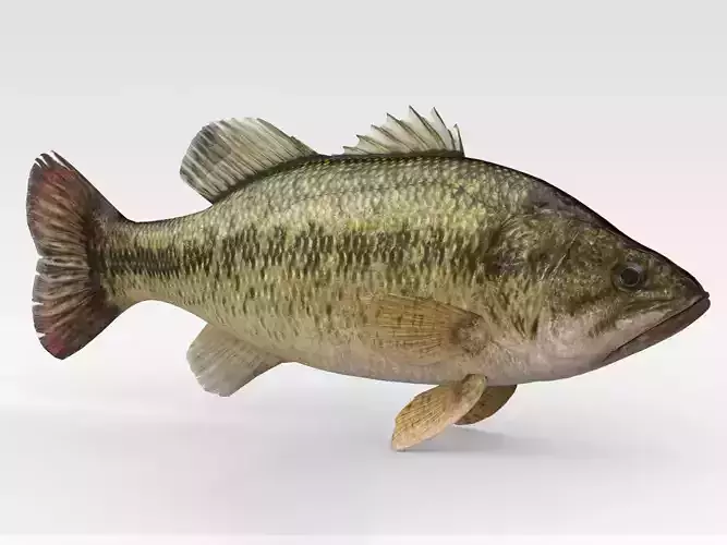 Bass Fish
