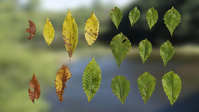 4K Quercus Aliena Acutiserrata Leaves Textures Pack Texture