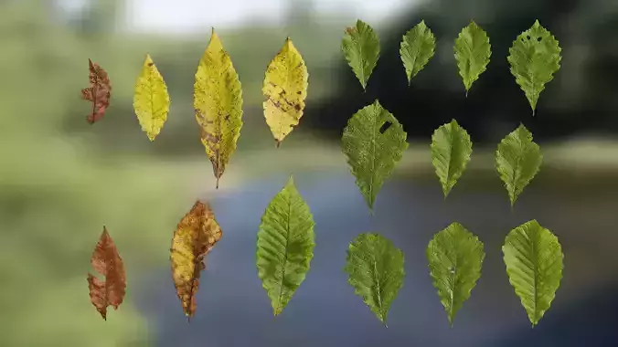 4K Quercus Aliena Acutiserrata Leaves Textures Pack
