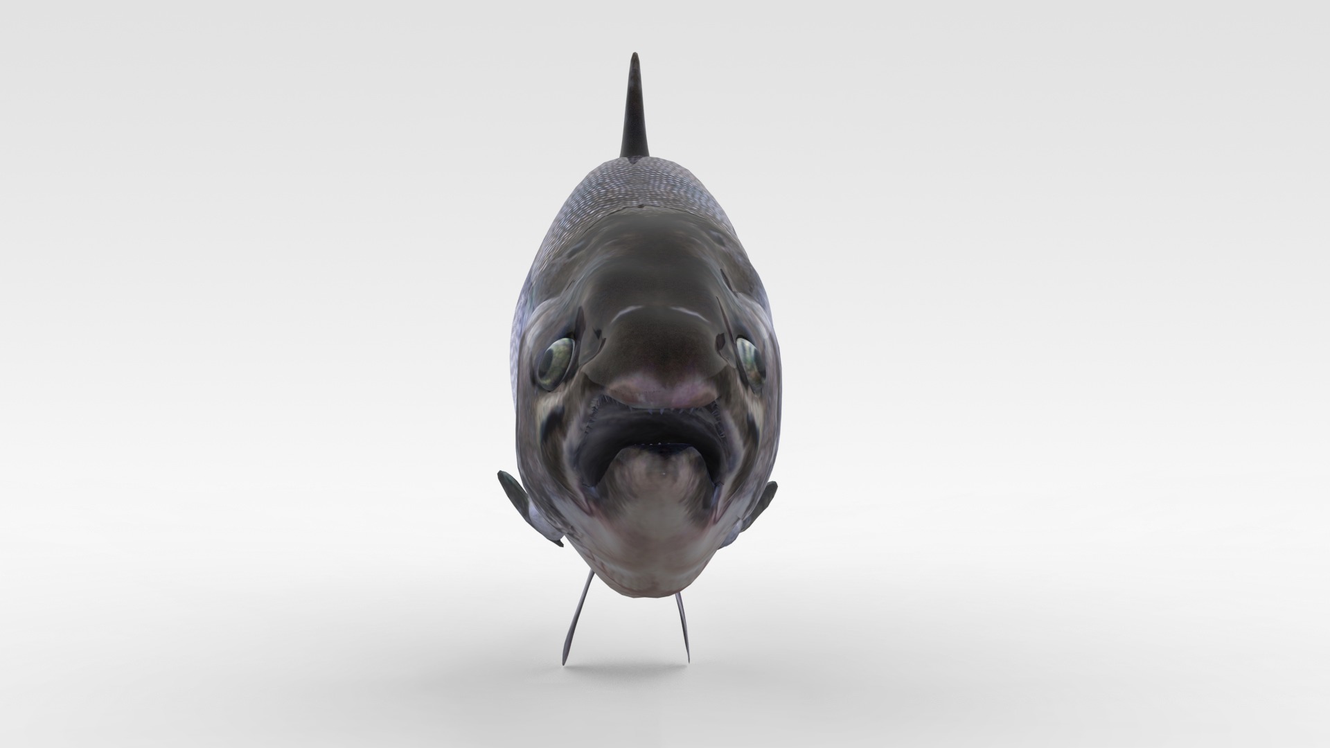 Salmon Fish 3D model_2